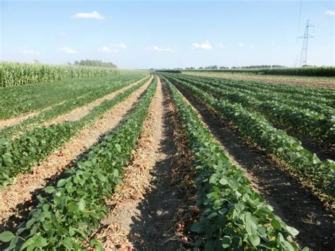 国产大豆今年种植面积增加1000万亩，2020年将达1.4亿亩 河南日报网-河南日报官方网站