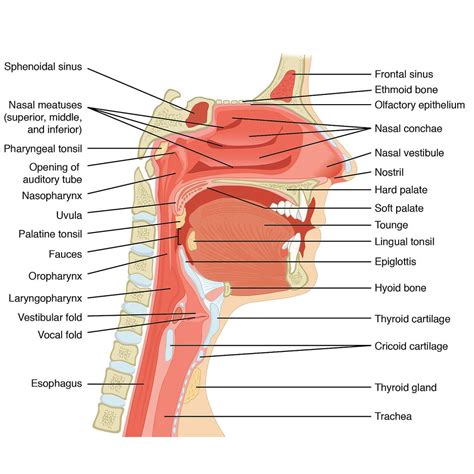 Anatomy Of Neck And Throat