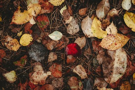 Microsoft Desktop Backgrounds 的图像结果