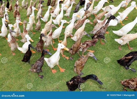 Indian Runner Ducks stock photo. Image of ankparad, patrolling - 153257964