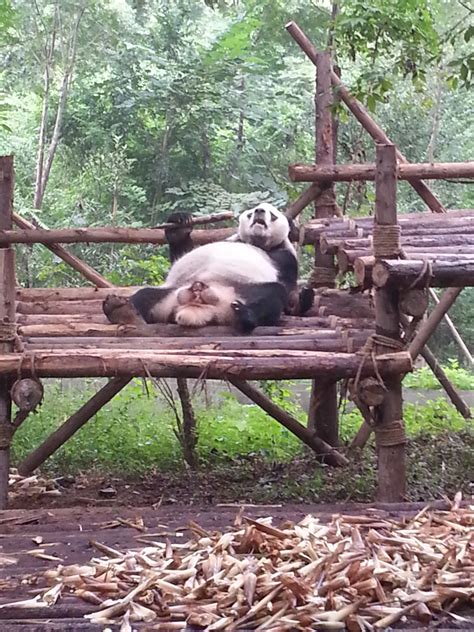 【携程攻略】成都成都大熊猫繁育研究基地景点,一直很想去看可爱的熊猫。这次特意起个大早，坐了一个多小时的公交车…