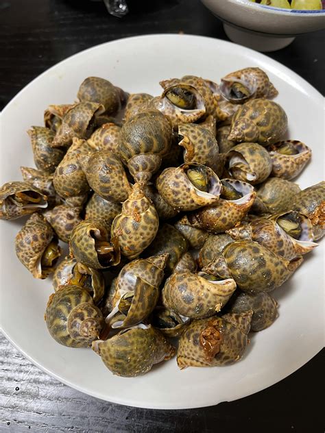 Image result for Seashell for Cooking