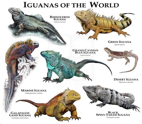 Largest Iguana Species