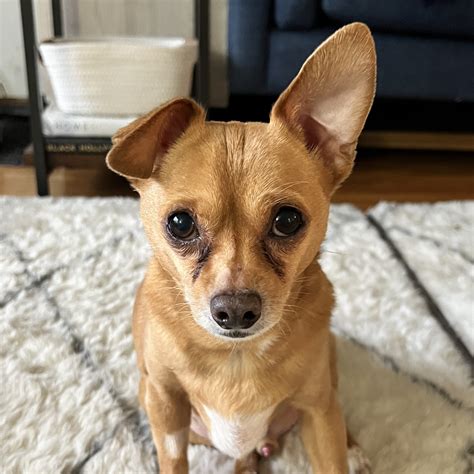 Ralphie - 15/10 Foundation