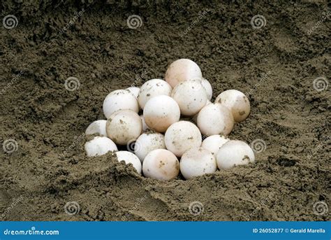 Image result for Return None in Python