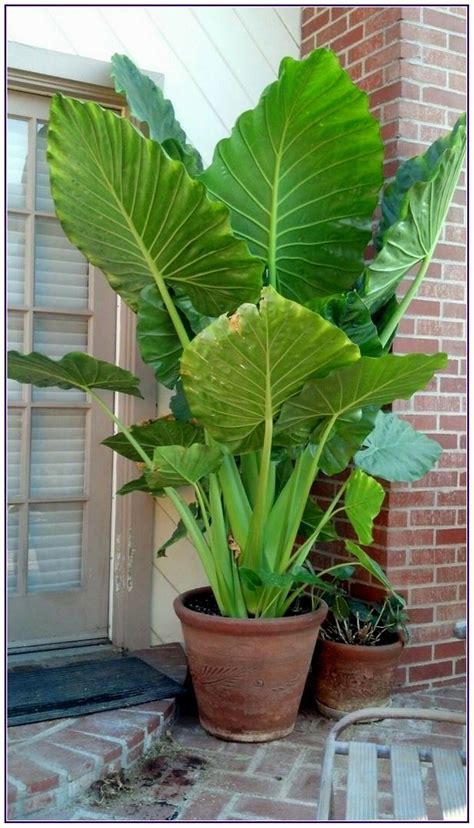 Stunning Front Porch Container Gardening | Plant Alocasia - 'Calidora ...