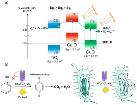 Electrochemically Obtained TiO2/CuxOy Nanotube Arrays Presenting a ...