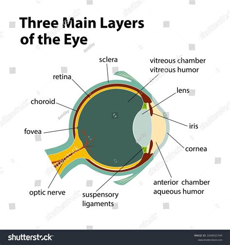9 3 Layers Of Retina Images, Stock Photos, 3D objects, & Vectors | Shutterstock