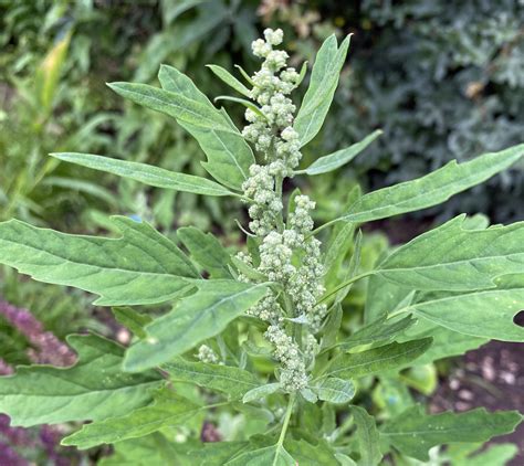 The Wonder of Flower Names – Bredfield Wildlife