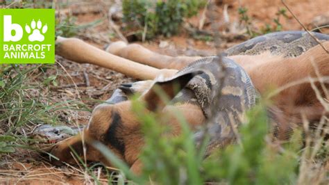 Python Swallow an Impala Whole 的图像结果
