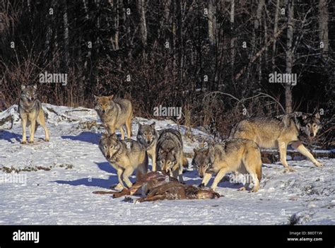 Pack of Wolves Hunting 的图像结果