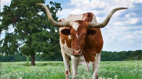 What Cows Have Horns? | Animal Abundance