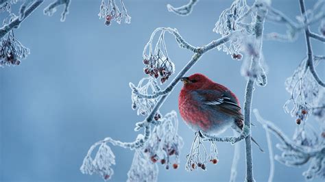 Bing Wallpaper Winter Scenes 的图像结果