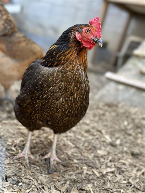 Hen crowing like a rooster? : r/BackYardChickens