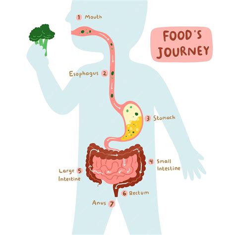Image result for Food Digestive System