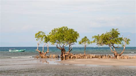 Maumere Travel Guide | Maumere Tourism - KAYAK