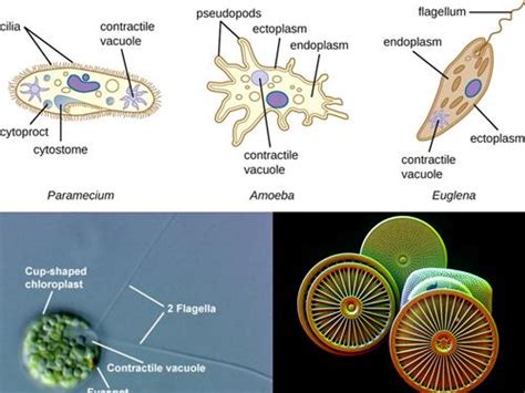 Kingdom Protista and Kingdom Fungi — lesson. Science State Board, Class 7.