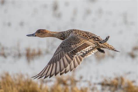 How Far Can Ducks Migrate in a Day? | Outdoor Life