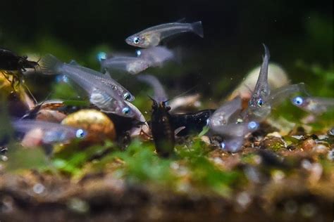 Java Rice Fish 的图像结果