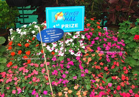 Flowers by Name-I-Impatiens Balsamina,Ipomoea Purpurea Pink,Impatiens ...