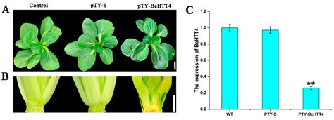 BcHTT4 Inhibits Branching of Non-Heading Chinese Cabbage at the ...