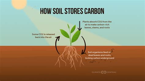 Global Carbon Cycle Soil