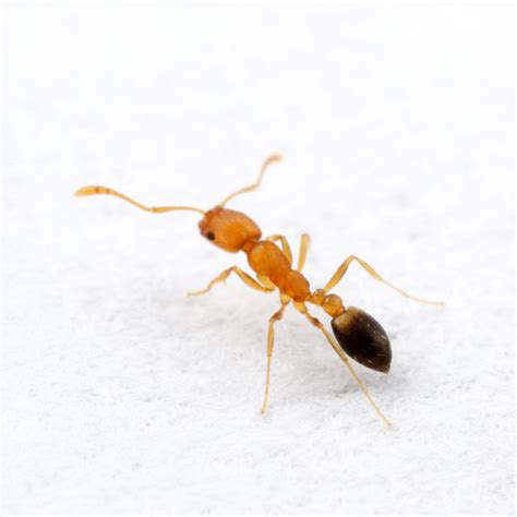 In Focus: Small Brown Ants Inside Buildings - Professional Pest Manager