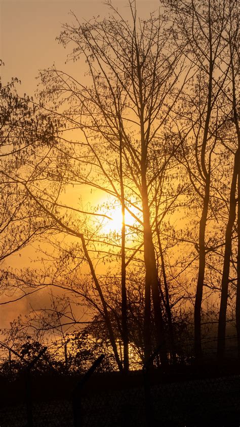 Download wallpaper 1350x2400 sun, trees, branches, sunset iphone 8+/7 ...