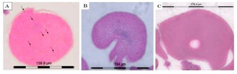 Molecules | Special Issue : Veterinary Drugs