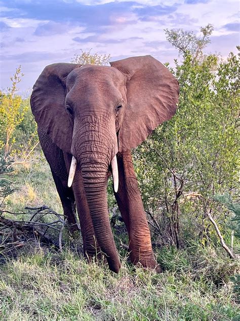 RAPTOR RETREAT GAME LODGE (Hoedspruit) - Lodge Reviews, Photos, Rate ...