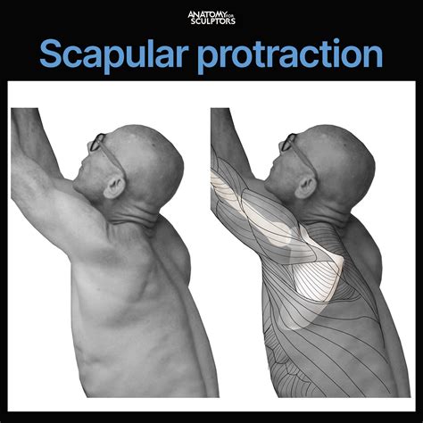 Protracts And Depresses The Scapula at Theresa Chapa blog
