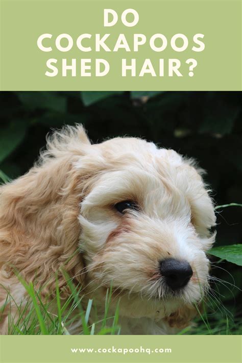 Image result for Cockapoo Shedding