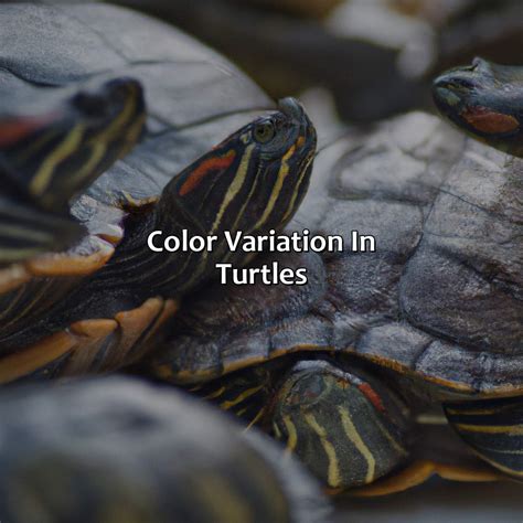 What Color Are Turtles - colorscombo.com