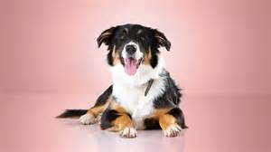 What Is Pet Liability Insurance?