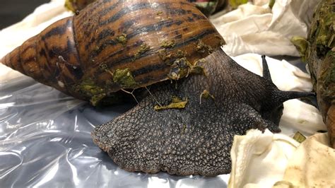 Giant African land snail intercepted at Louisville Port of Entry | FOX ...