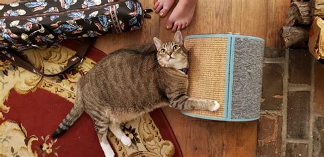 Advice for New Cat Parents: Cat Food - Emory Rosenow