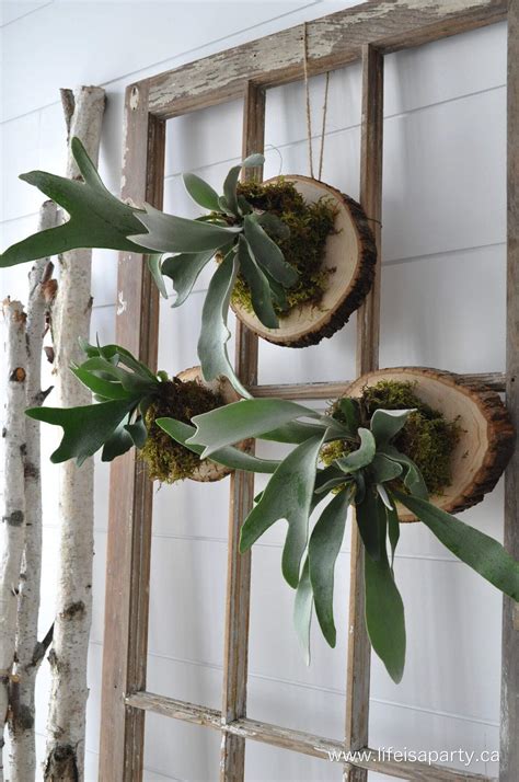 How To Mount A Stag Horn Fern