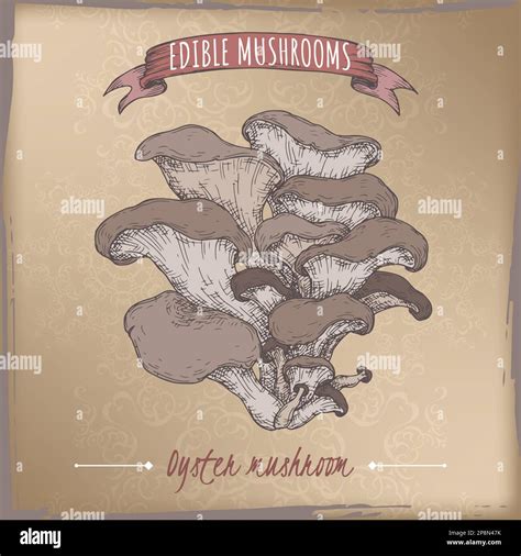 Pleurotus ostreatus aka oyster mushroom color sketch on vintage ...