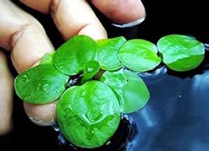 Sauk Se Amazon Frogbit, Limnobium Laevigatum, Floating Aquarium Indoor ...