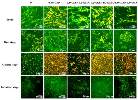 Effects of Grape Seed Proanthocyanidins and Malic Acid on Digestive ...