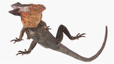 Chlamydosaurus Kingii Angry Pose 3D | 3D Molier International