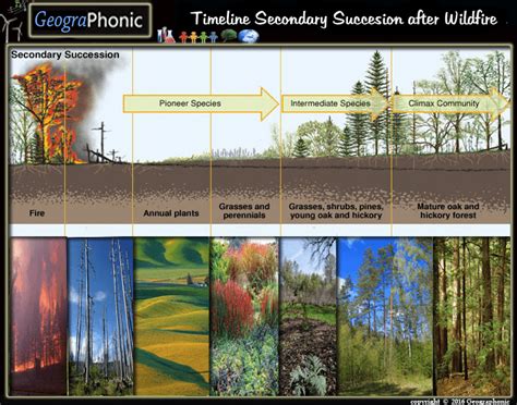 Image result for Secondary Succession Fire Example