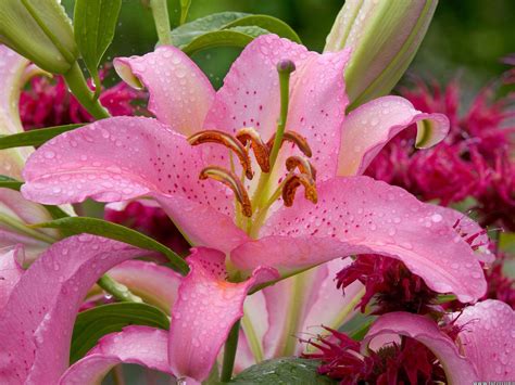 Flower Homes: Oriental Lily Flowers