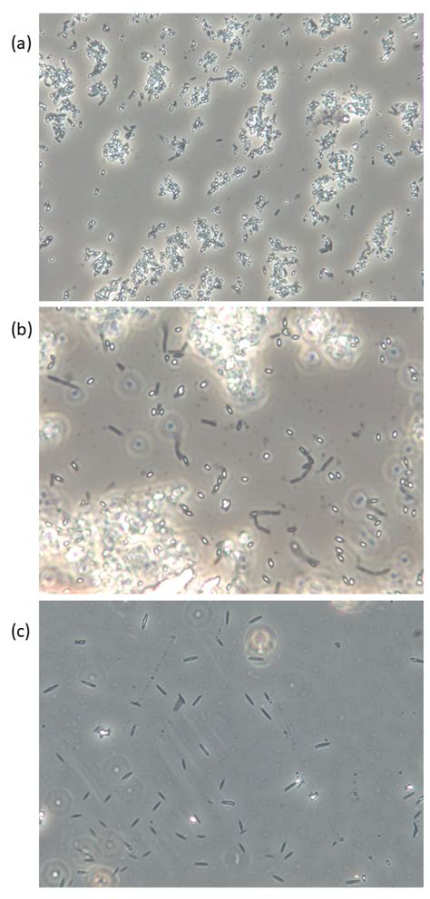 Microbiological Food Safety of Seaweeds