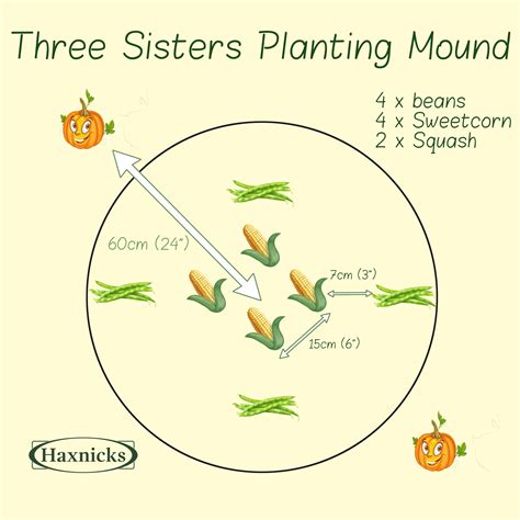 Companion planting three sisters garden plans – Artofit