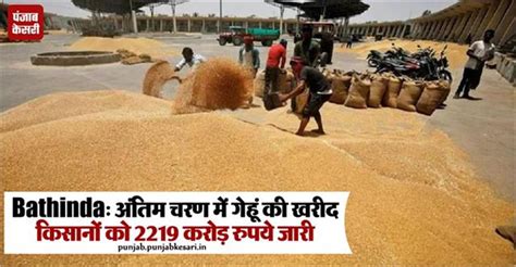 Bathinda: अंतिम चरण में गेहूं की खरीद, किसानों को 2219 करोड़ रुपये जारी ...