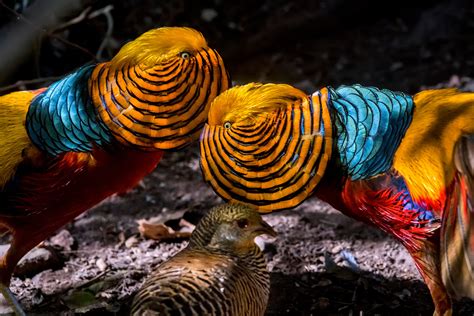 Red Golden Pheasant Pair