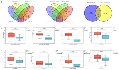 Upregulation of Apolipoprotein L6 Improves Tumor Immunotherapy by ...