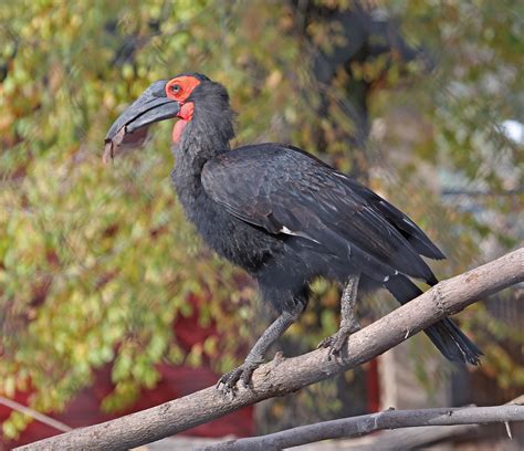 Pictures and information on Southern Ground-hornbill