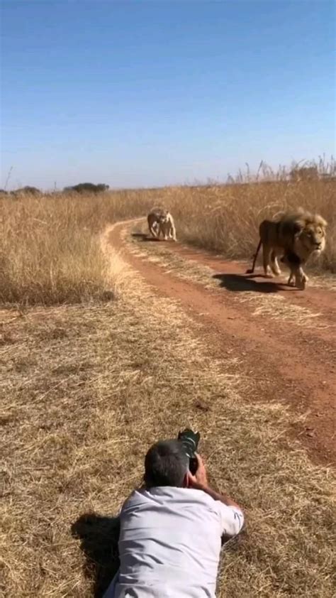 Image result for Terrifying Lion Encounters